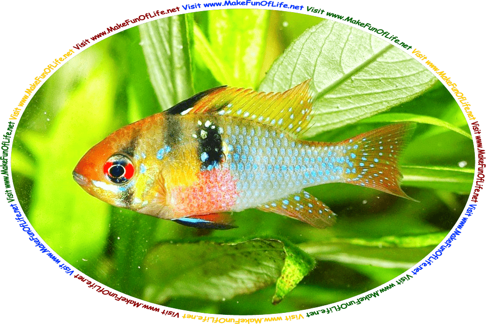 Underwater picture of a blue, red, black, and golden yellow Cichlid, a popular type of aquarium fish, swimming past green leafy aquatic plants, and the words, ‘Visit www.MakeFunOfLife.net.’