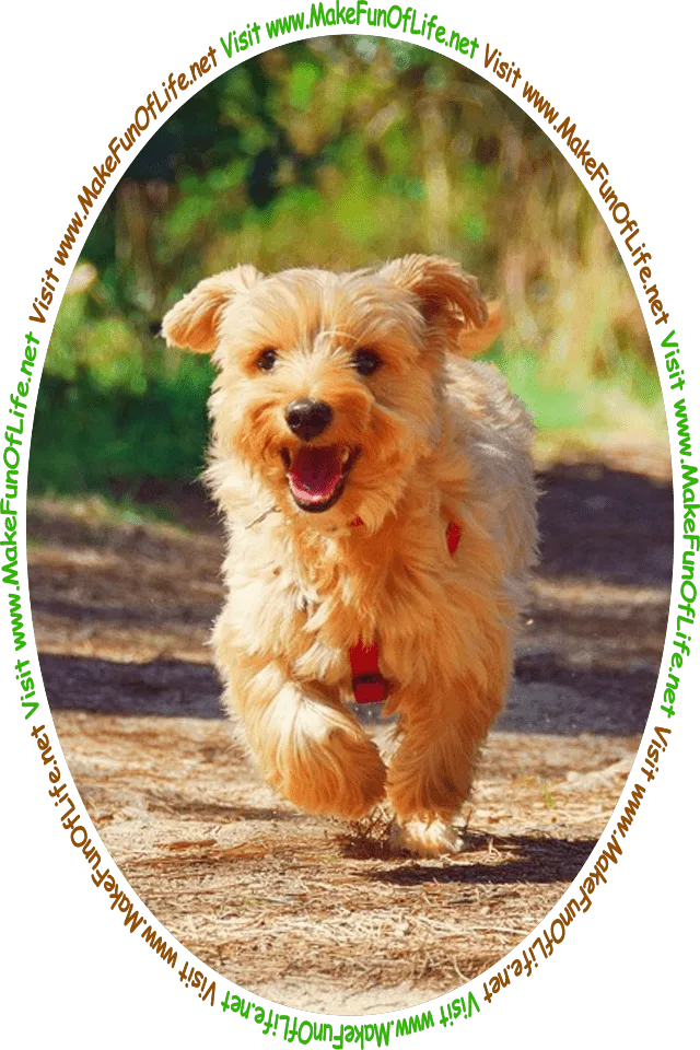 Picture of a small light brown Yorkie Dog running on a dirt path, and the words, ‘Visit www.MakeFunOfLife.net.’