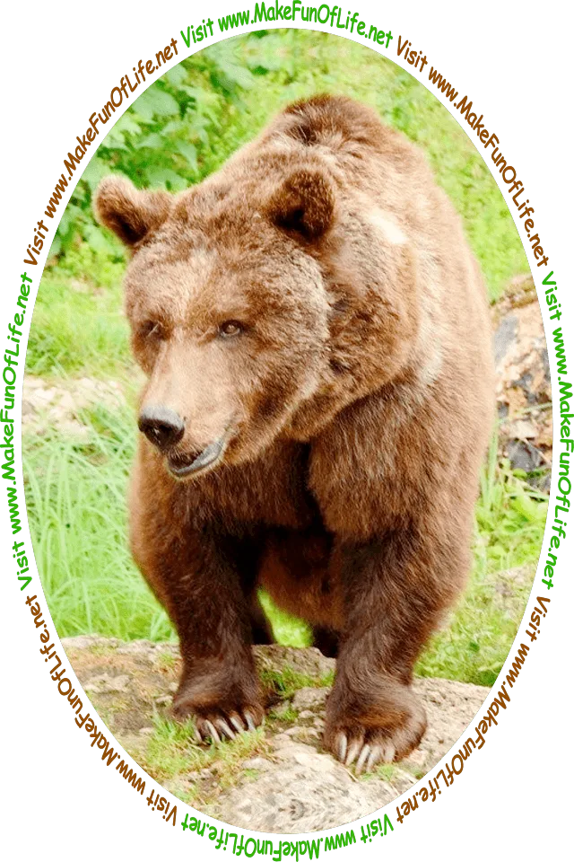 Picture of a brown bear in the wild, and the words, ‘Visit www.MakeFunOfLife.net.’