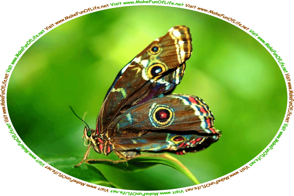 Picture of a brown butterfly with folded wings perched on a green leaf, and the words, ‘Visit www.MakeFunOfLife.net.’