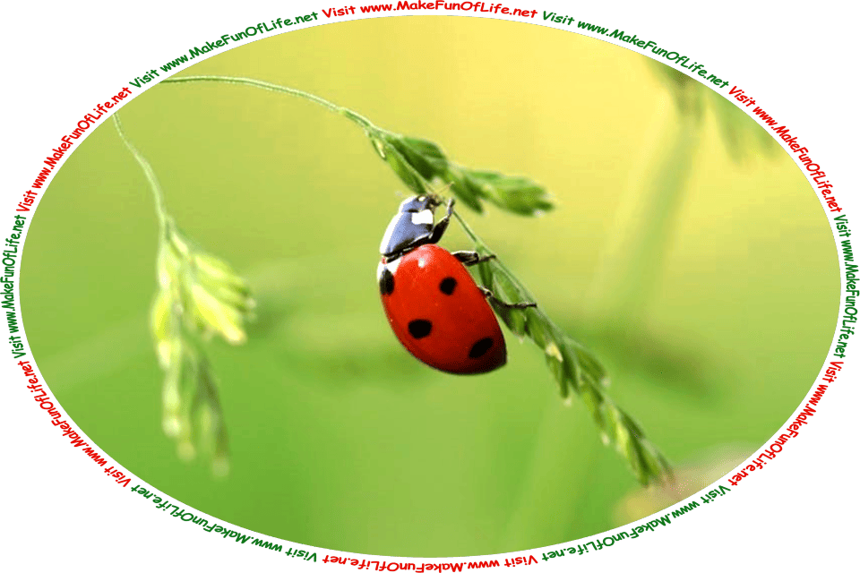 Picture of a ladybug, a type of beetle with black polka dots on its dark red wings, climbing a plant, and the words, ‘Visit www.MakeFunOfLife.net.’
