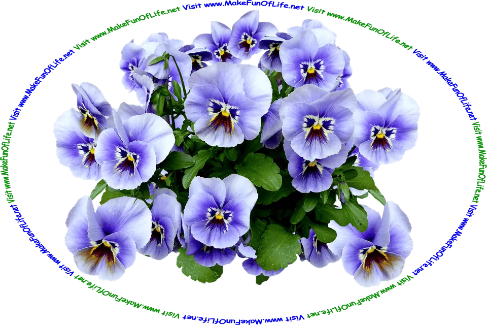 Picture of a group of pansy plants that have light blue flowers with color patterns in the centers that resemble comical faces with dark blue eyes, yellow noses, purplish-maroon mustaches, and the words, ‘Visit www.MakeFunOfLife.net.’
