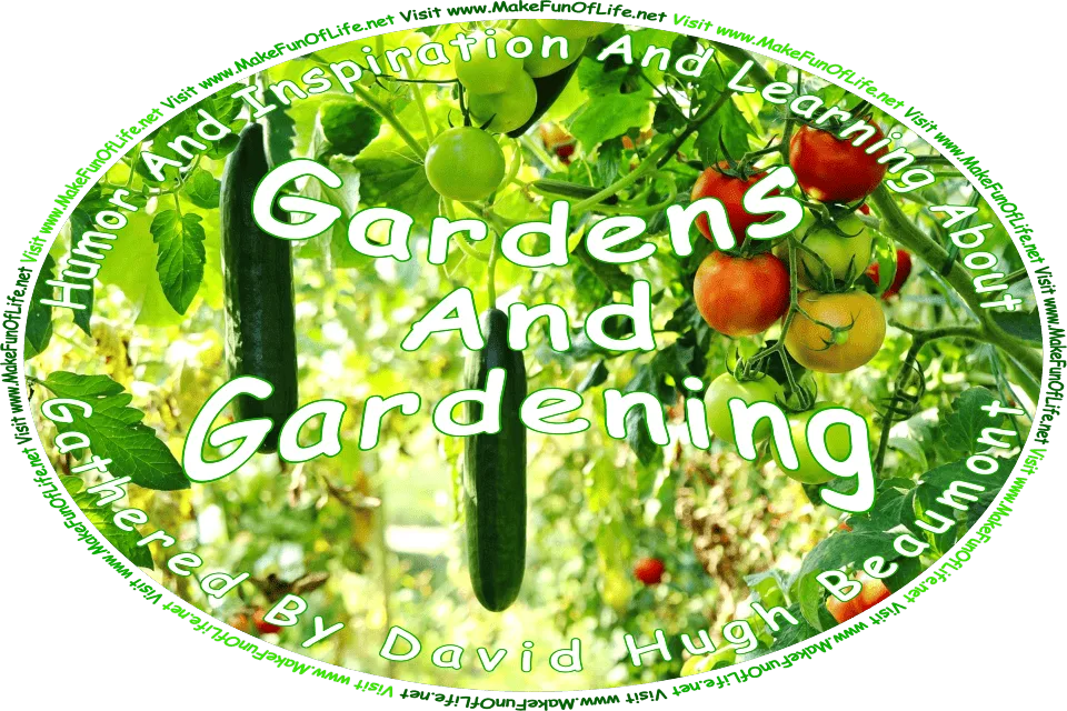 Picture of cucumber plants and tomato plants growing in a garden, and the words, ‘Gardens And Gardening Gathered By David Hugh Beaumont - Visit www.MakeFunOfLife.net.’
