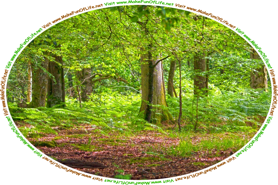 Picture of a woods of green leafy trees, with green leafy ferns growing beneath them, and the words, ‘Visit www.MakeFunOfLife.net.’