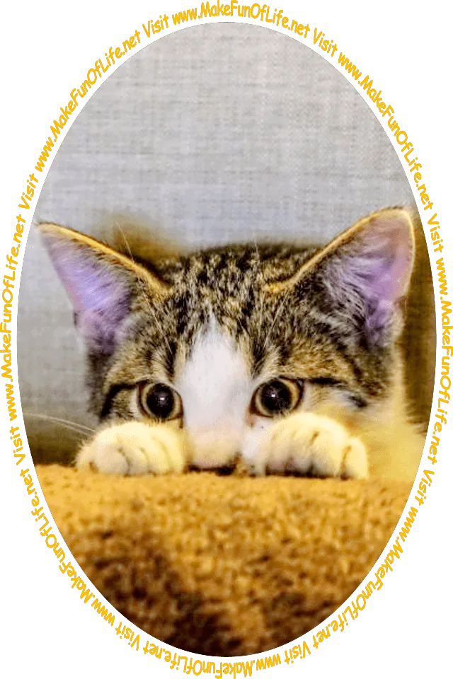 Picture of a kitten peering over a roll of carpet at the words and pictures on the website, and the words, 'Visit www.MakeFunOfLife.net.'