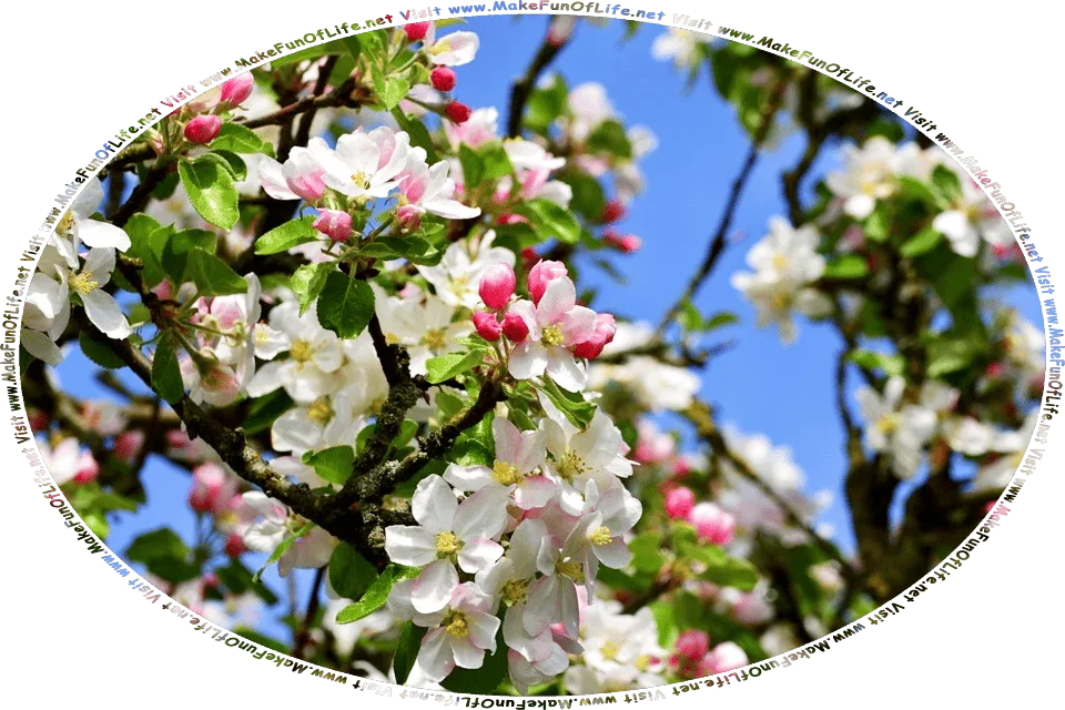 Picture of a blossoming apple tree with pink and white flower petals, and the words, ‘Visit www.MakeFunOfLife.net.’