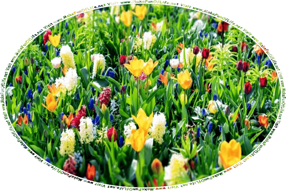 Picture of flowering plants with long thin dark green leaves and blossoms in a variety of colors, and the words, Visit www.MakeFunOfLife.net.