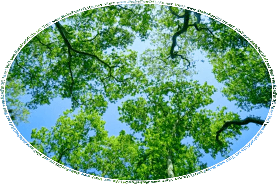 Picture of a tree canopy as seen from below, with green leafy branches allowing clear blue sky to be seen between the leaves and branches, and the words, Visit www.MakeFunOfLife.net.