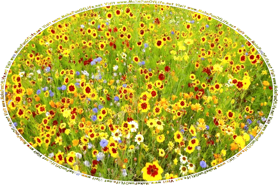 Picture of a meadow filled with a variety of flowering plants having brightly colored blossoms in shades of yellow, red, blue, and orange, and the words, Visit www.MakeFunOfLife.net.