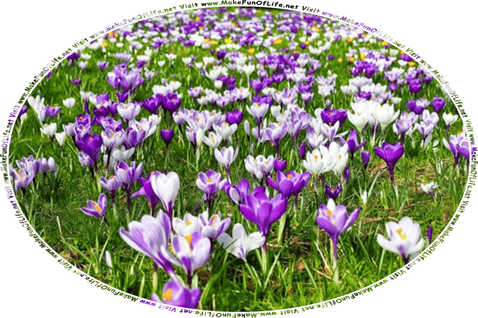 Picture of a mountain meadow in springtime filled with crocuses in full bloom, and the words, Humor And Inspiration And Learning About Spring Thaw Gathered By David Hugh Beaumont - Visit www.MakeFunOfLife.net.