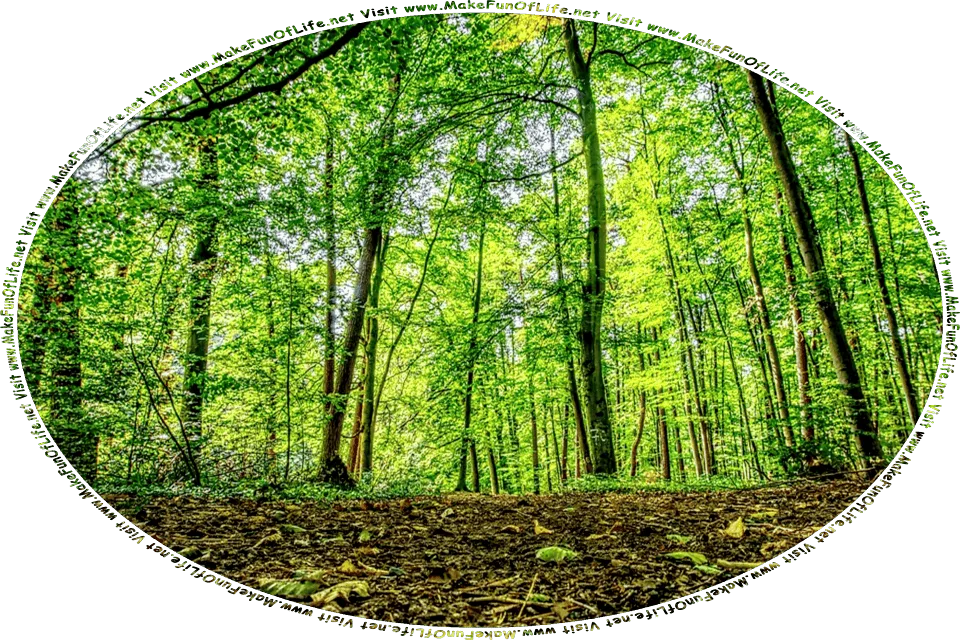 Picture of a new forest made up of tall thin leafy green saplings, and the words, Visit www.MakeFunOfLife.net.