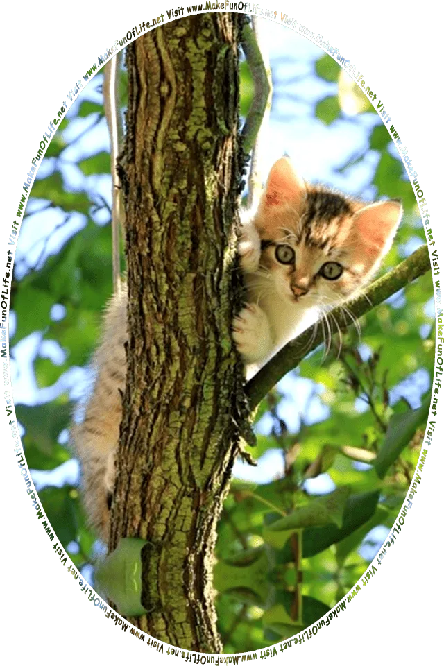 Picture of a kitten in a tree, and the words, Visit www.MakeFunOfLife.net.