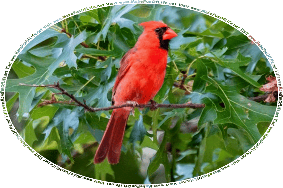 Picture of a male Cardinal, a bird with bright red plumage, or feathers, perched on a branch of a leafy green tree, and the words, Visit www.MakeFunOfLife.net.