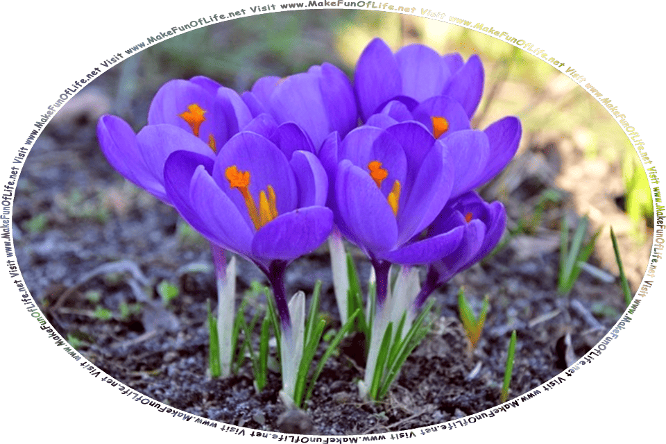 Picture of a cluster of flowering plants called crocuses, with purple blossoms, and the words, Visit www.MakeFunOfLife.net.