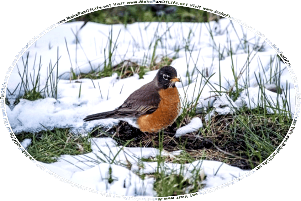 Picture of a North American Robin standing in a yard that has green grass partially covered by patches of snow, and the words, Visit www.MakeFunOfLife.net.