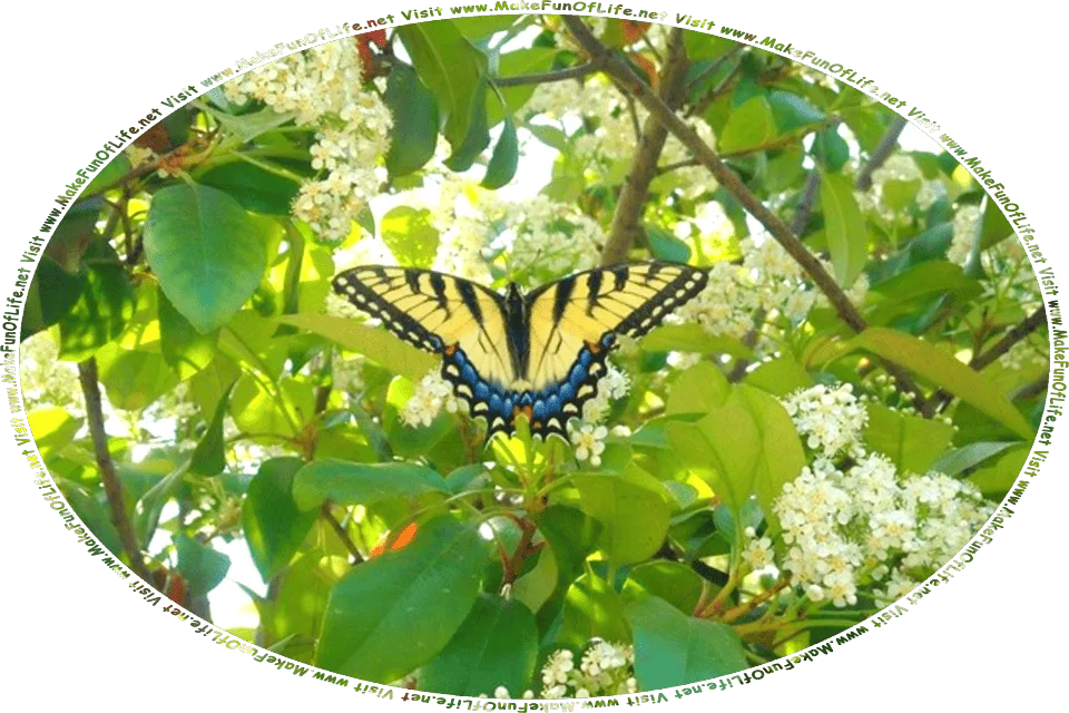 Picture of a swallowtail or dovetail butterfly resting on a flowering bush, and the words, Visit www.MakeFunOfLife.net.