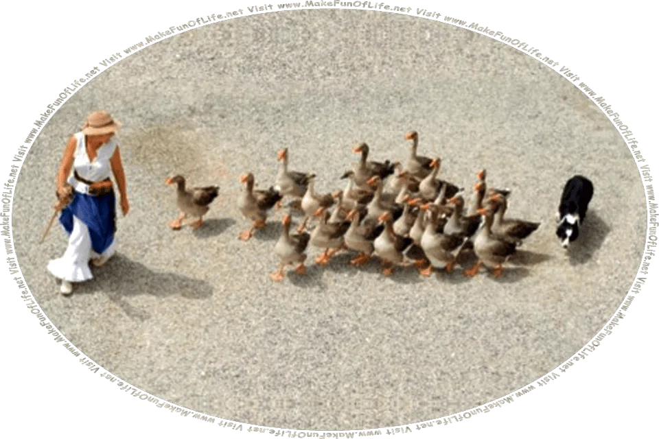 Picture of a woman leading a flock of geese, with a trained collie dog following at the rear of the flock to keep any of the birds from wandering off, and the words, Visit www.MakeFunOfLife.net.