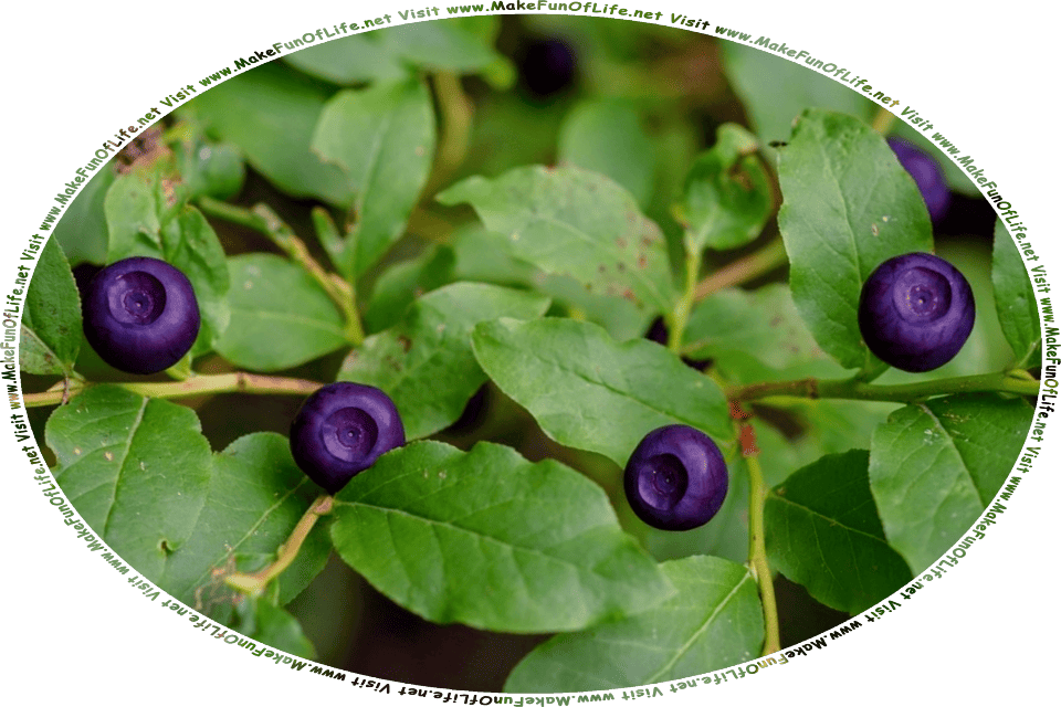 Picture of dark blue Huckleberries on a dark green leafy Huckleberry Bush, and the words Visit www.MakeFunOfLife.net.