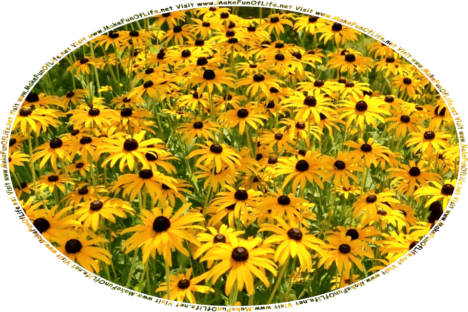 Picture of a field of Brown-Eyed Susans flowering plants with long, pointed dark yellow petals and brown centers, and the words, Visit www.MakeFunOfLife.net.