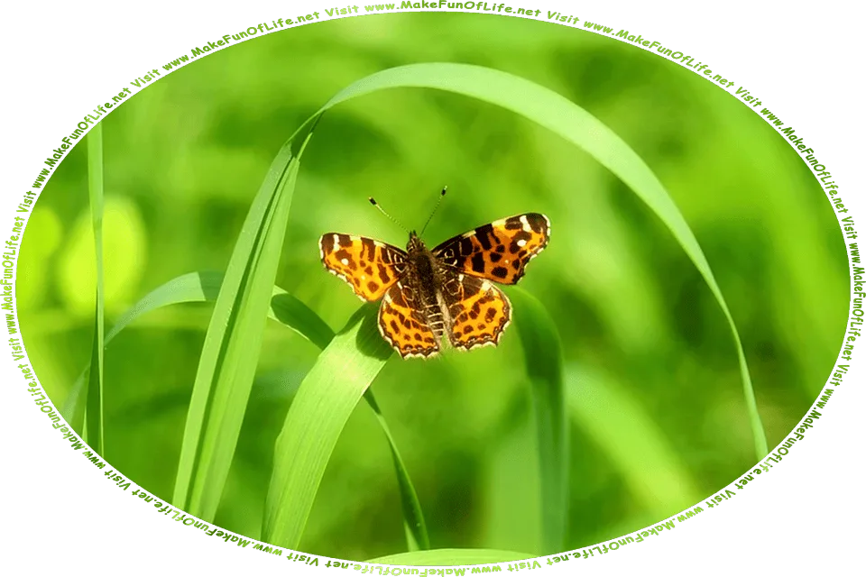 Picture of a medium-size butterfly resting on a blade of green grass in a green grassy field, and the words, Visit www.MakeFunOfLife.net.
