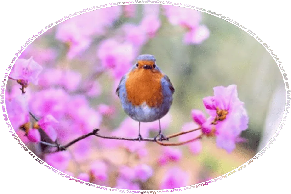 Picture of a European Robin perched on a branch of a tree that has pink blossoms, and the words, Visit www.MakeFunOfLife.net.