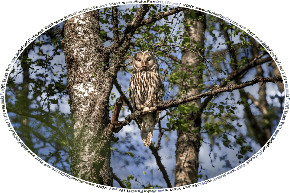 Picture of an owl perched on a branch of a tree, under a darkening cloudy sky, and the words, Visit www.MakeFunOfLife.net.