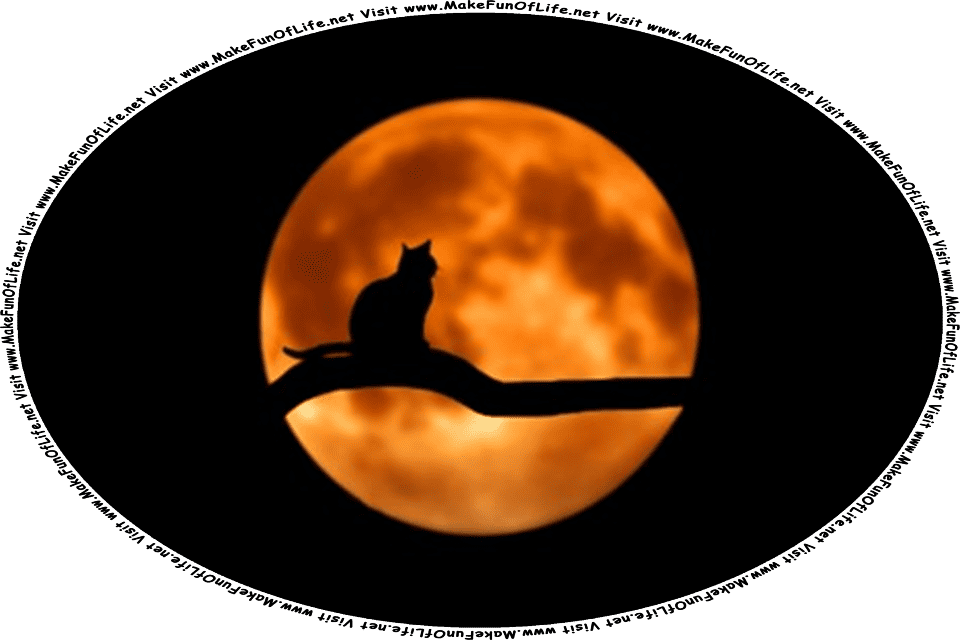 Picture of a cat sitting on a tree branch, silhouetted against the Moon in the night sky, and the words, Visit www.MakeFunOfLife.net.