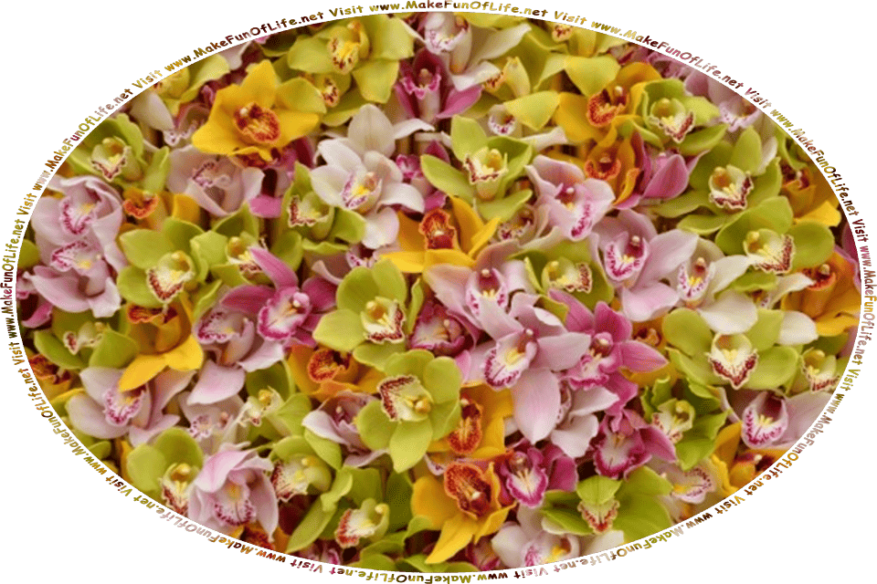 Picture of orchids flowers, and the words, Visit www.MakeFunOfLife.net.