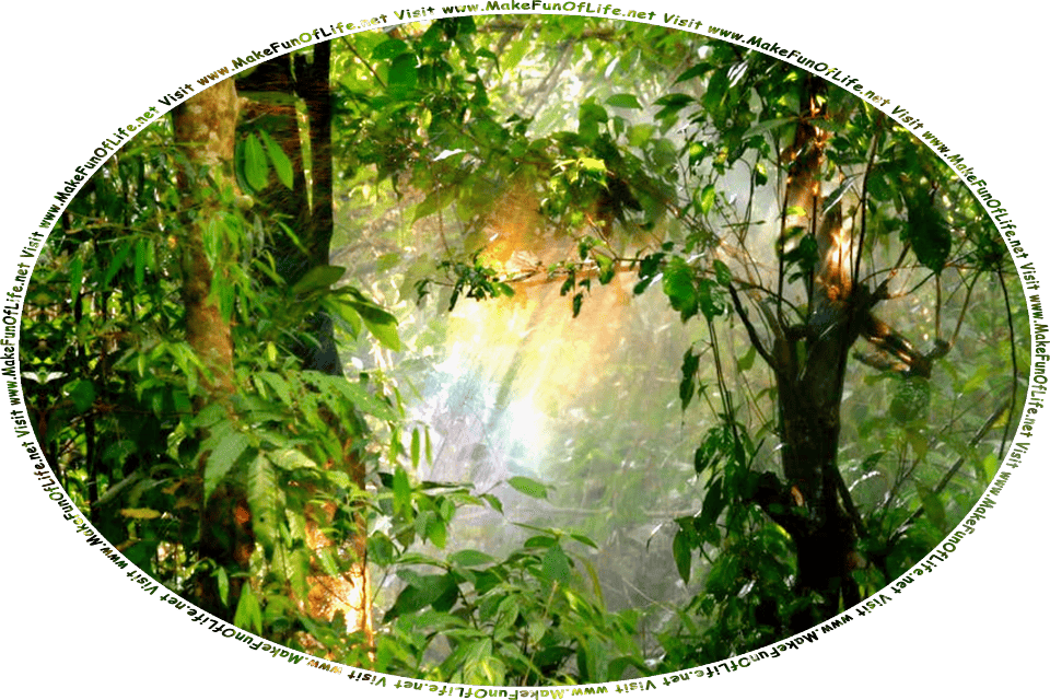 Picture of a sunbeam shining deep within the lush greenery of a forest, with the sunbeam’s colors refracted naturally like a rainbow, and the words, Visit www.MakeFunOfLife.net.