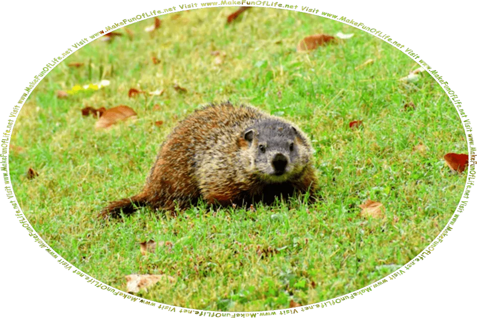Picture of a groundhog making its way across a green grassy hillside, and the words, Visit www.MakeFunOfLife.net.