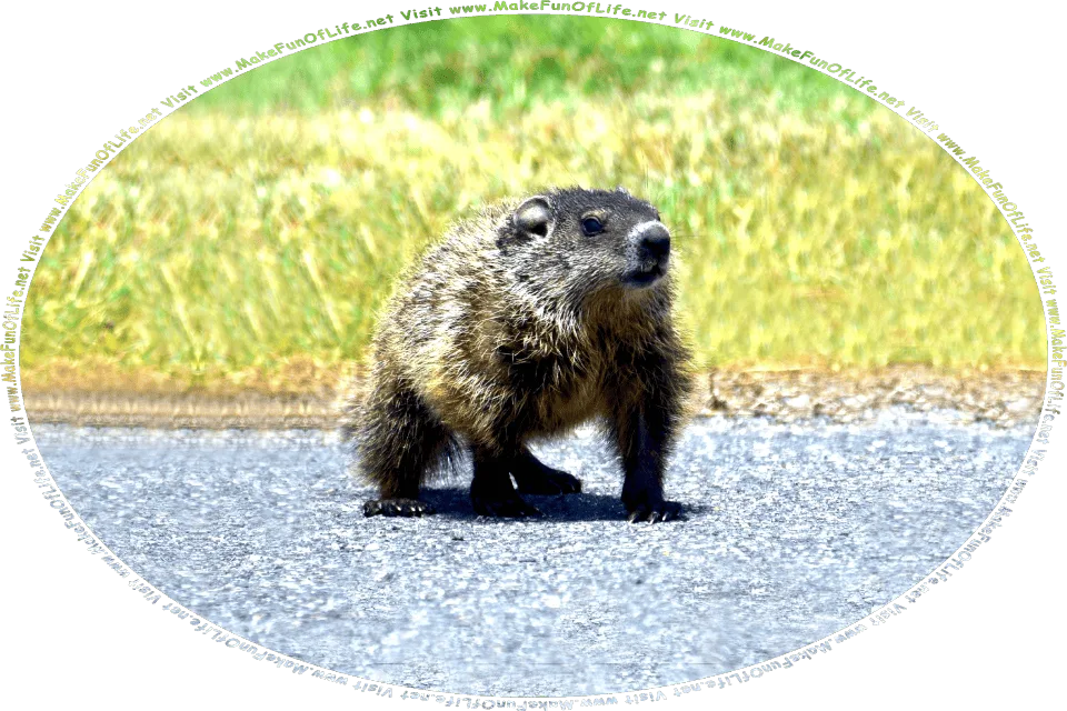 Picture of a brown furry groundhog crossing a road, and the words, Visit www.MakeFunOfLife.net.