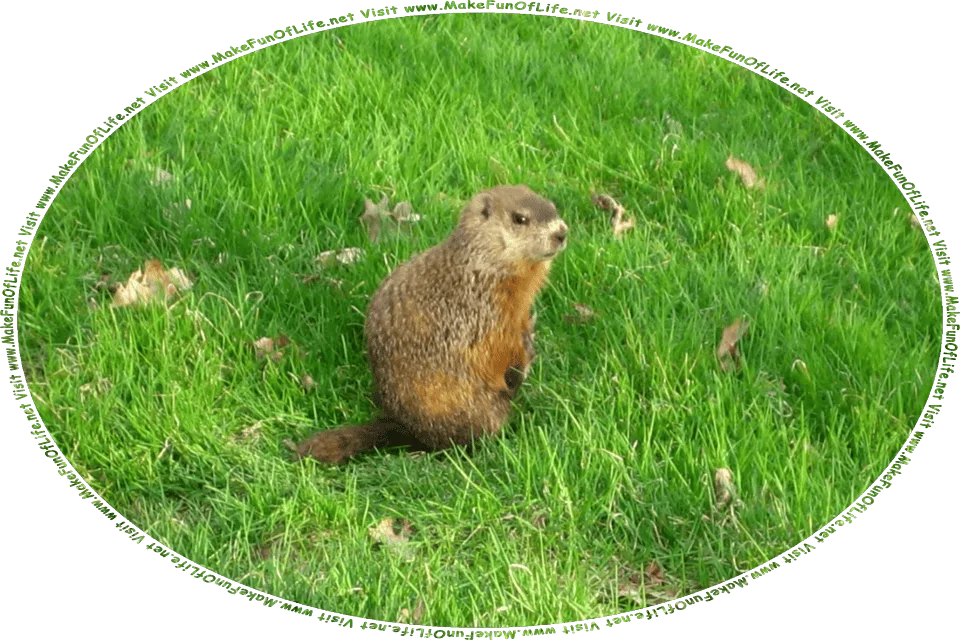 Picture of a groundhog in a green grassy lawn, and the words, Visit www.MakeFunOfLife.net.