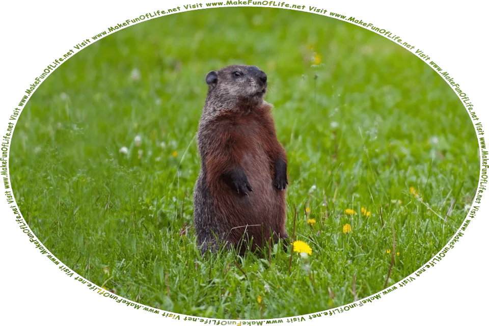 Picture of a furry brown groundhog standing up on its hind legs in green grassy lawn, and the words, Visit www.MakeFunOfLife.net.
