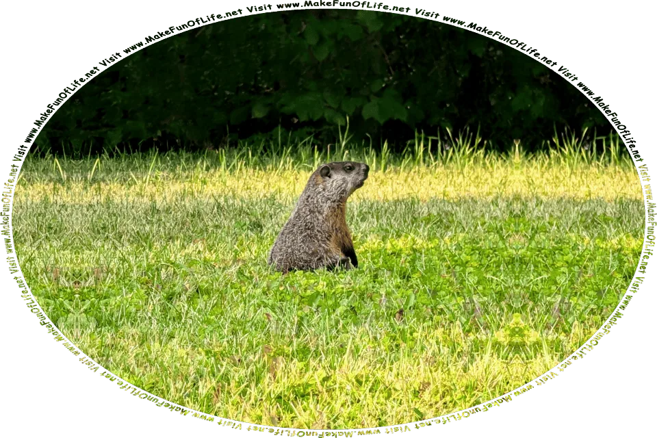 Picture of a groundhog in a green grassy lawn, and the words, Visit www.MakeFunOfLife.net.