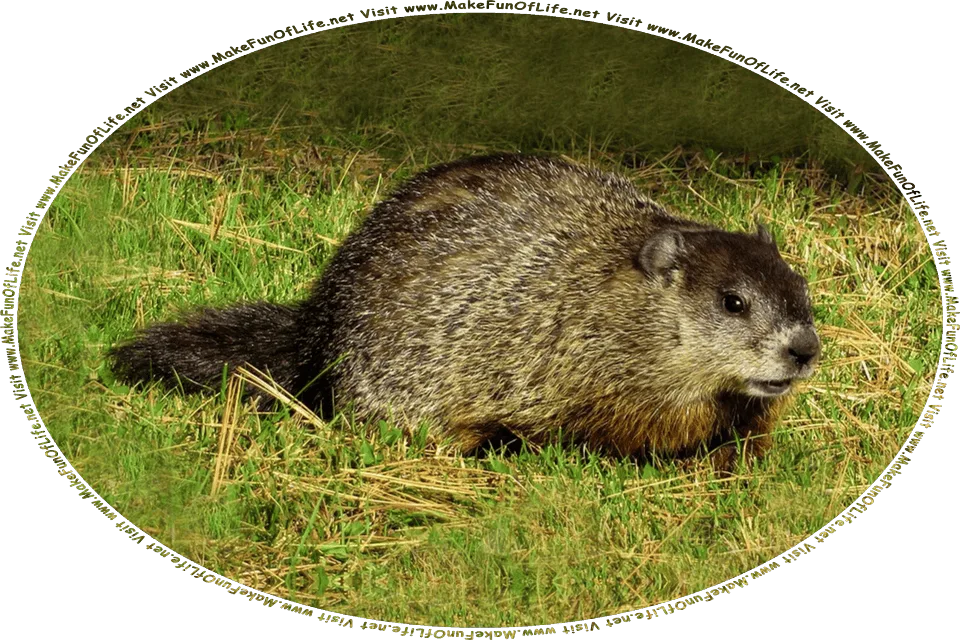 Picture of a groundhog in a green grassy lawn, and the words, Visit www.MakeFunOfLife.net.