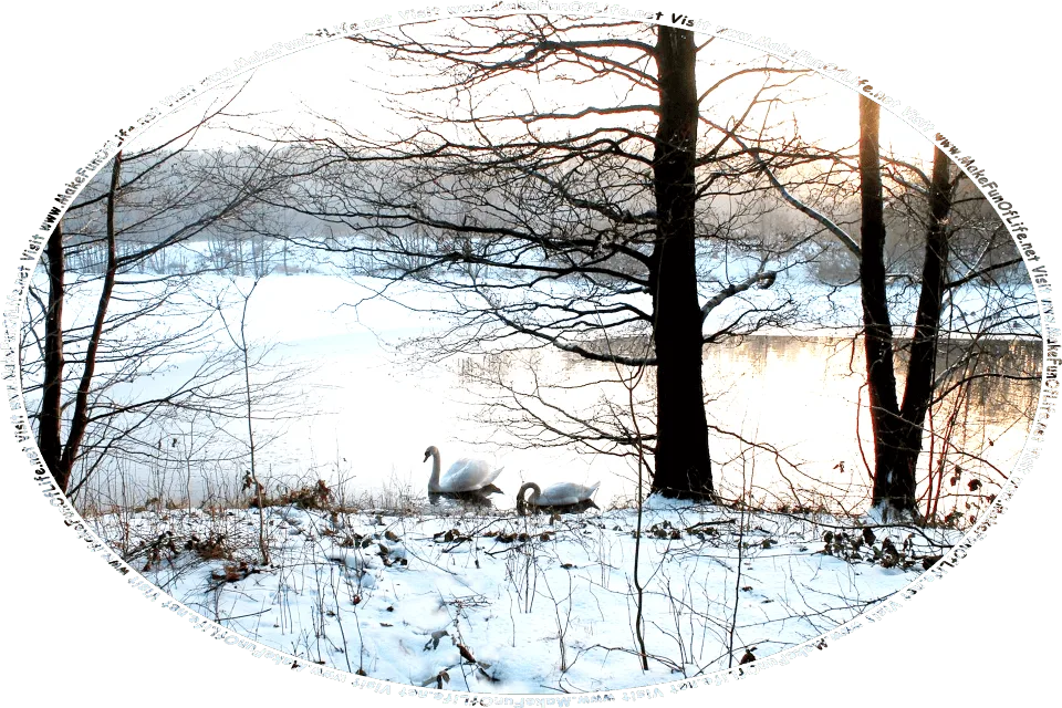 Picture of a partially frozen lake in wintertime, with two swans in the open water near the shore, fallen snow on the ground, bare leafless trees all around, and the words, Visit www.MakeFunOfLife.net.
