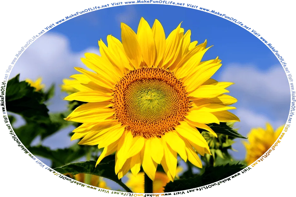 Picture of a large bright yellow sunflower, and the words, Visit www.MakeFunOfLife.net.