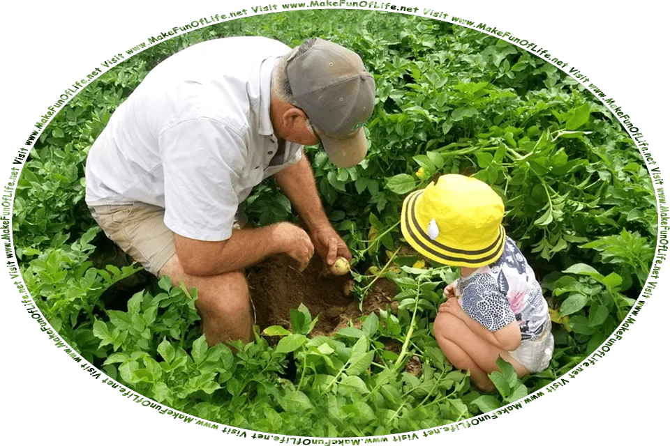Picture of a man showing his young grandchild how potatoes grow in the soil of a potato field, and the words, Visit www.MakeFunOfLife.net.