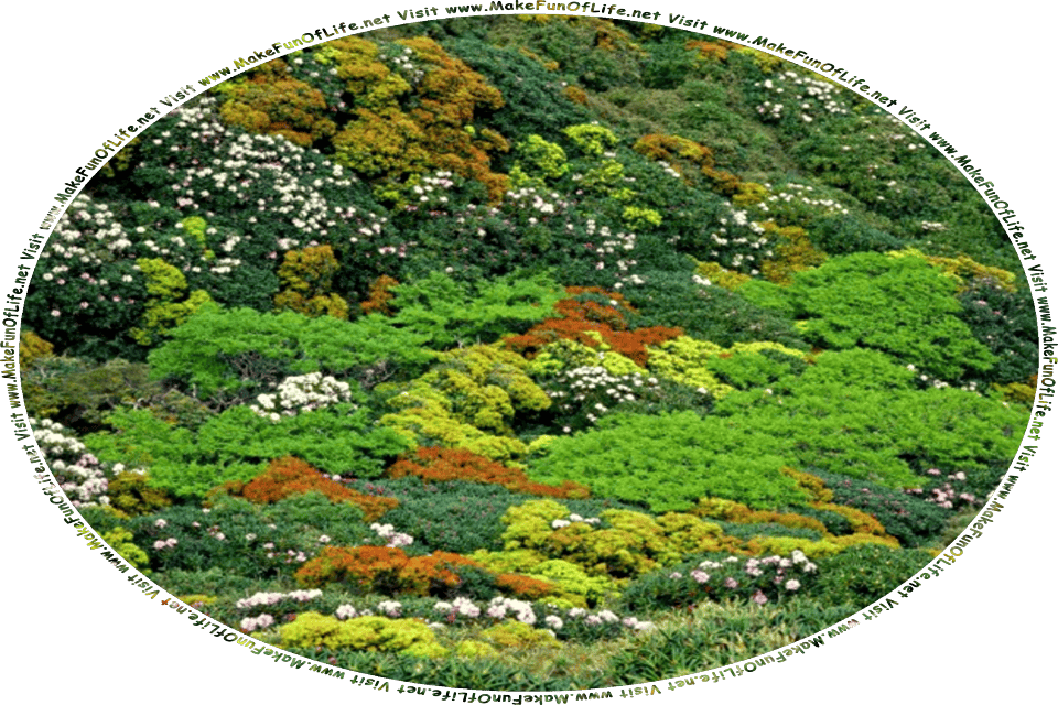 Picture of a hillside covered in various flowering plants with leaves in various shades of green and blossoms in whites, pinks, and reds, and the words, Visit www.MakeFunOfLife.net.