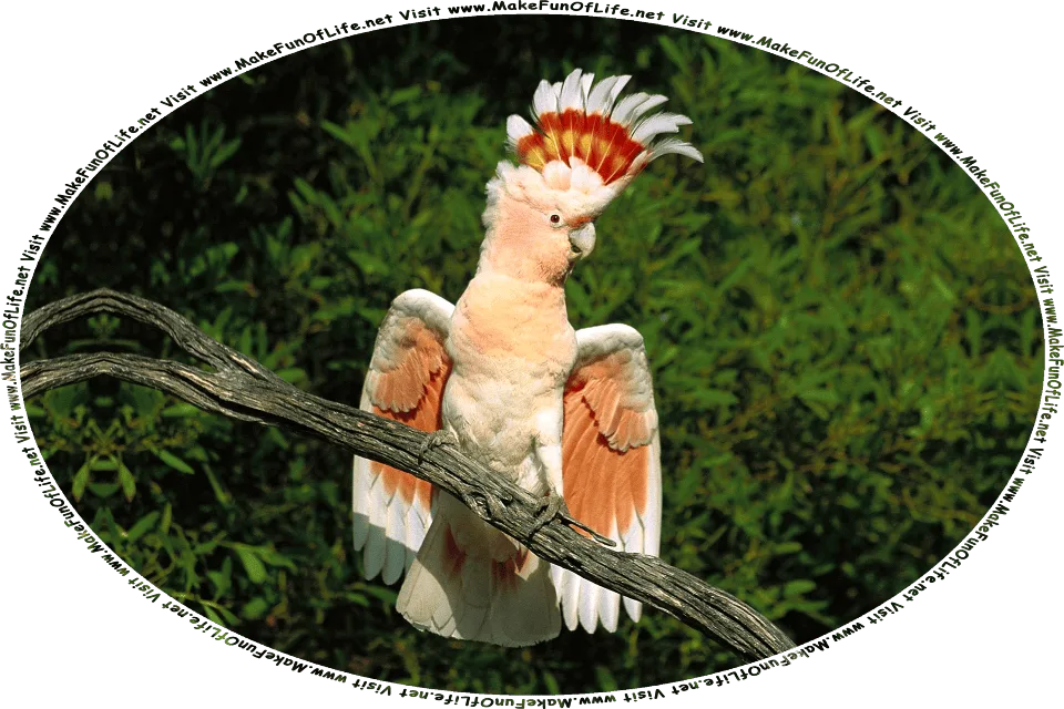 Picture of a Pink Cockatoo bird with differing areas of plumage in white and orangish-pink, sporting a prominent upright crest of large, long dark red, yellow, and white feathers atop its head, perched on a tree branch, with dark green leaves in the background, and the words, Visit www.MakeFunOfLife.net.