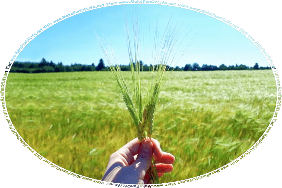 Picture of a person’s hand holding green wheat plants, with a wheat field in the background , and the words, Visit www.MakeFunOfLife.net.