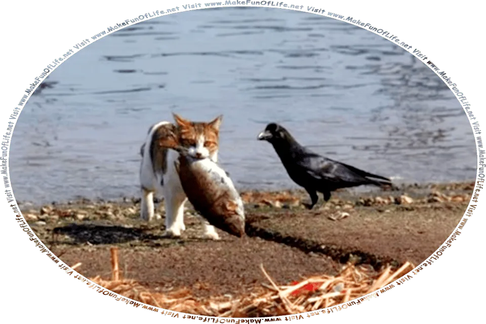 Picture of a brown and white domestic housecat carrying a large fish in its mouth from a lake as a black crow looks on in astonishment, and the words, Visit www.MakeFunOfLife.net.