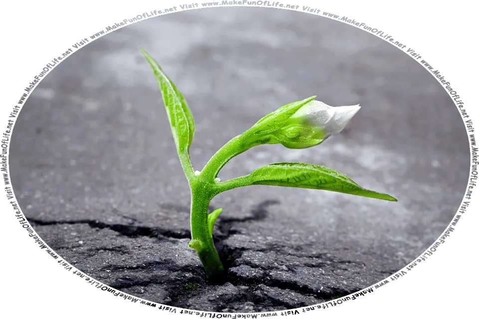 Picture of a small green plant with a single white flower, sprouting through a crack in black asphalt pavement, and the words, Visit www.MakeFunOfLife.net.