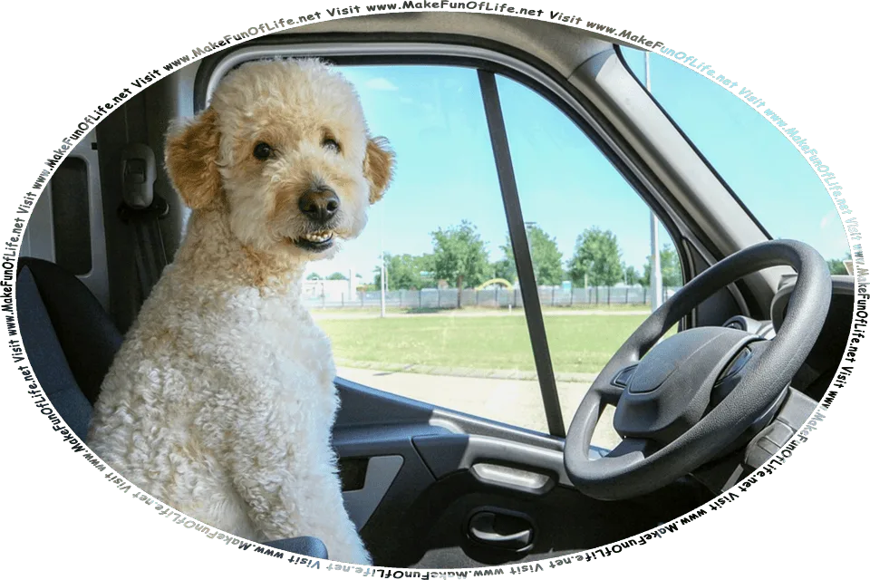 Picture of a dog sitting in the driver’s seat of a vehicle, as if about to drive the vehicle, and the words, Visit www.MakeFunOfLife.net.