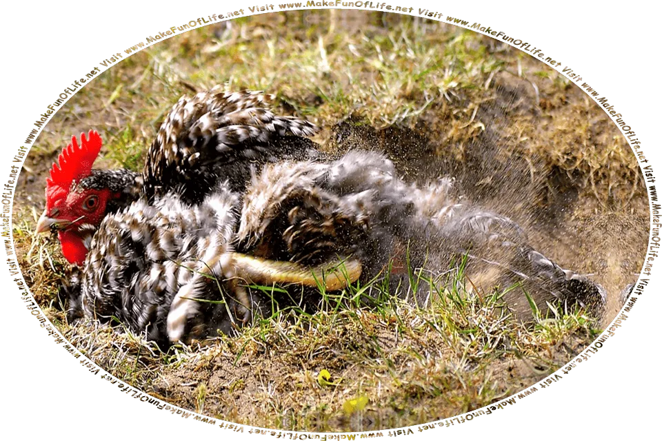 Picture of a chicken taking a dust bath or a dirt bath, and the words, Visit www.MakeFunOfLife.net.