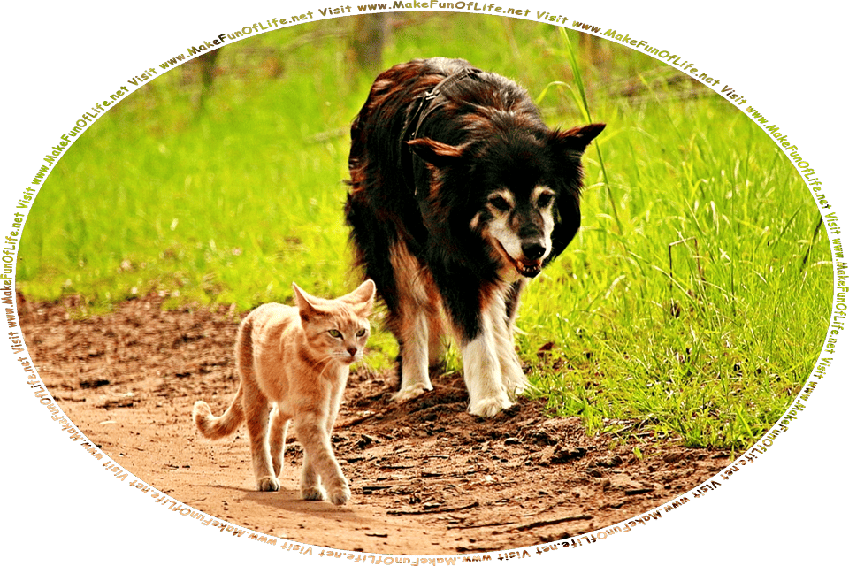 Picture of a cat and dog walking side by side on a dirt path bordered by green wild grass, and the words, Visit www.MakeFunOfLife.net.