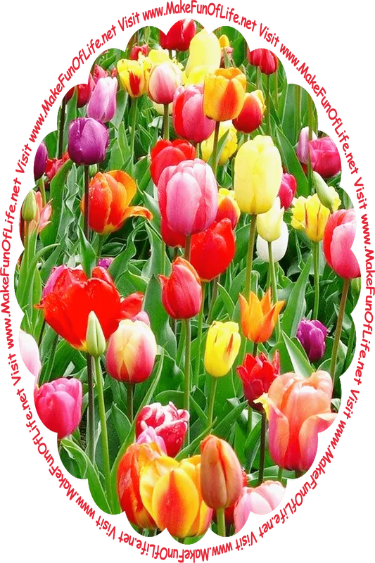 Picture of tulip plants with long narrow dark green leaves and blossoms in pinks, yellows, oranges, reds, maroons, and white, and the words, ‘Visit www.MakeFunOfLife.net.’