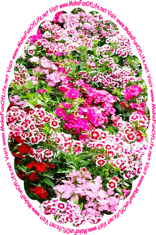 Picture of a variety of green leafy flowering plants with blossoms in red, pink and white, and the words, ‘Visit www.MakeFunOfLife.net.’