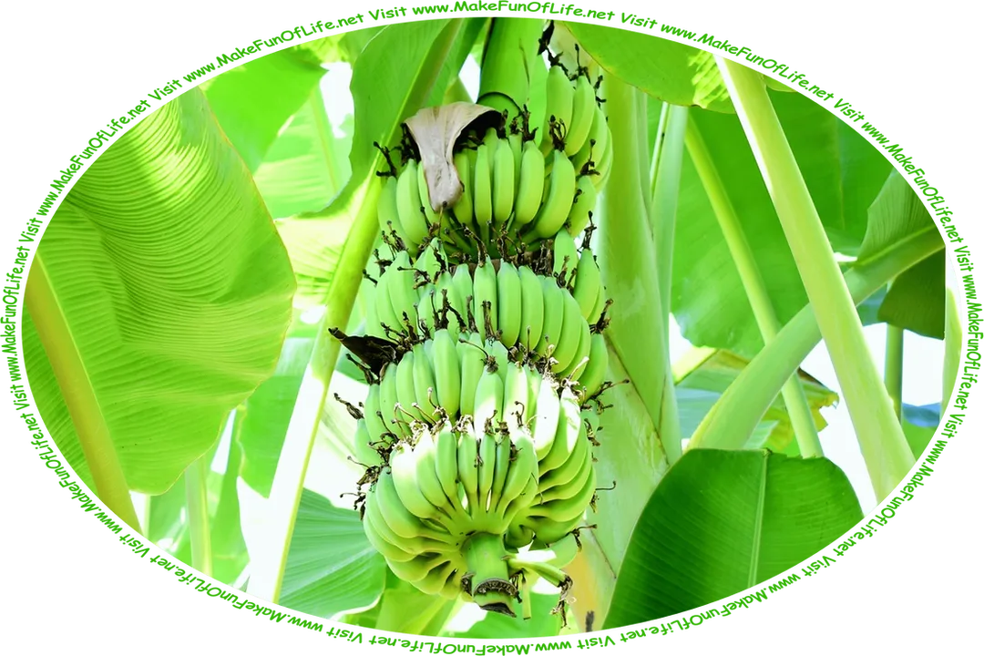 Picture of a many green bananas growing on a banana plant that has large green leaves, and the words, ‘Visit www.MakeFunOfLife.net.’