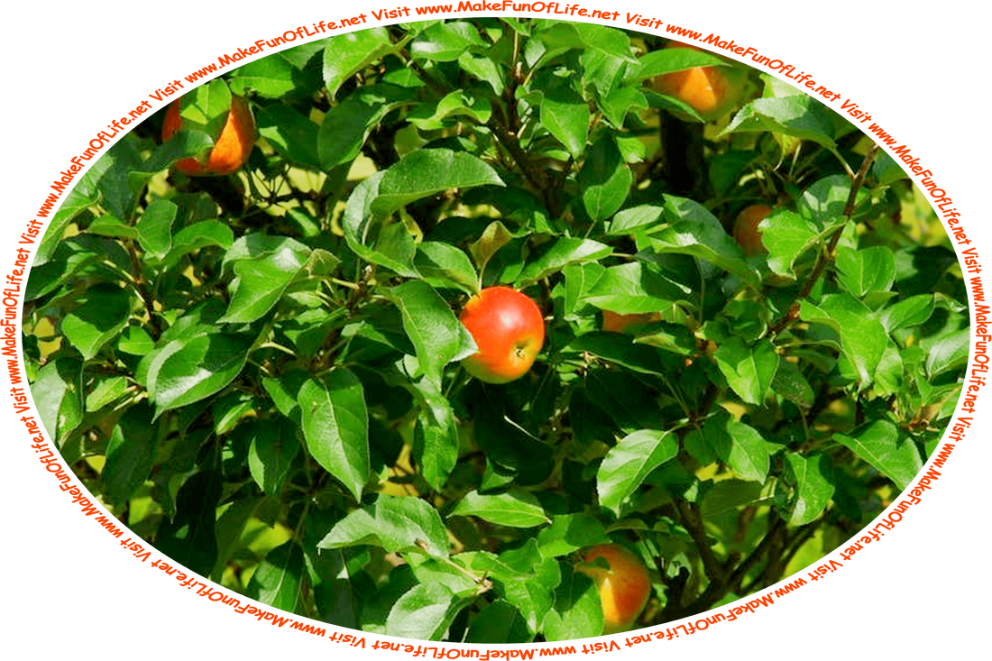 Picture of an apple tree with dark green leaves and bright red apples, and the words, ‘Visit www.MakeFunOfLife.net.’